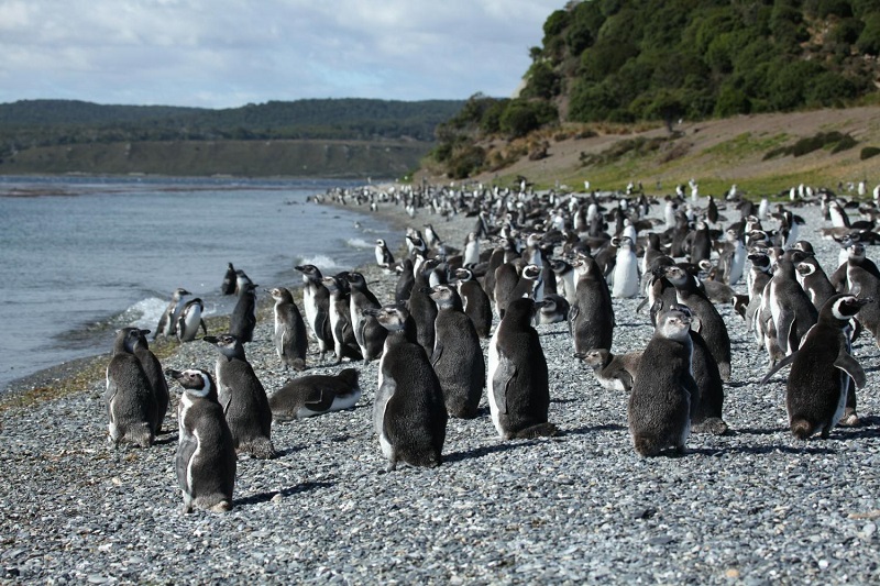Ver os pinguins na Ilha Martillo para o verão em Ushuaia